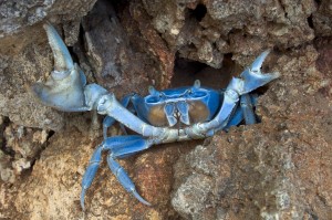 Crabe-bleu-position-defense(c)sutterstock.com_Kevin.Tavares