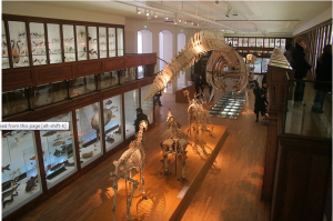 Muséum Histoire Nantes